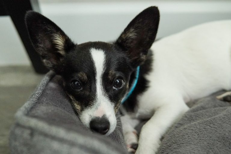 black and white chihuahua with big ears