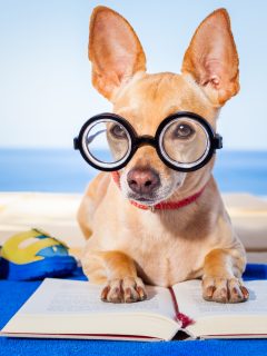 chihuahua reading book wearing glasses