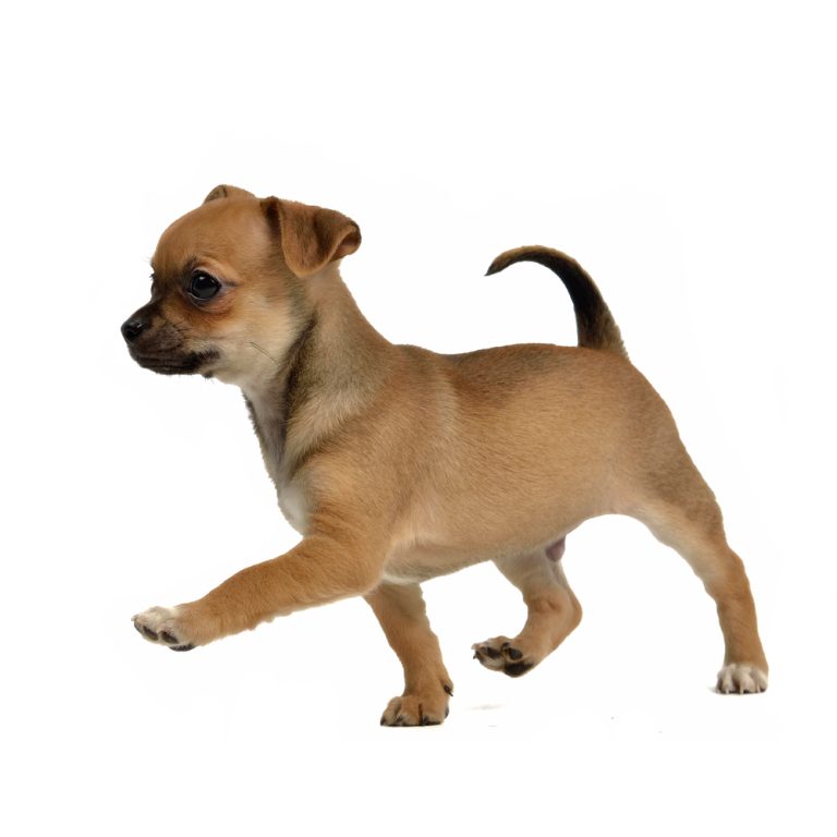 floppy ear fawn chihuahua puppy walking