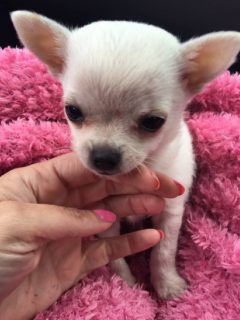 white chihuahua puppy on pink blanket being petted