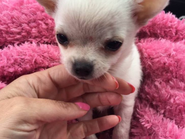 white chihuahua puppy on pink blanket being petted