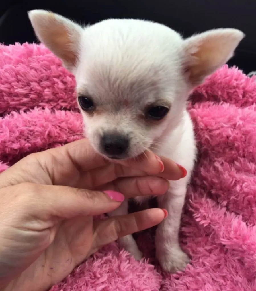 white chihuahua puppy on pink blanket being petted