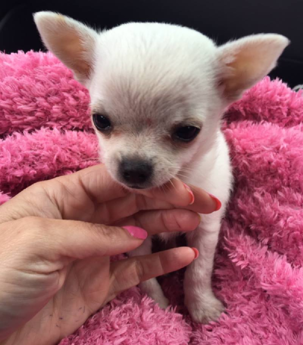 white chihuahua puppy on pink blanket being petted