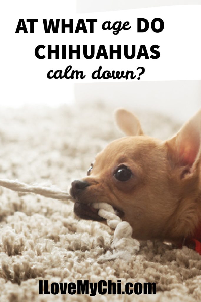 chihuahua playing tug of war with rope