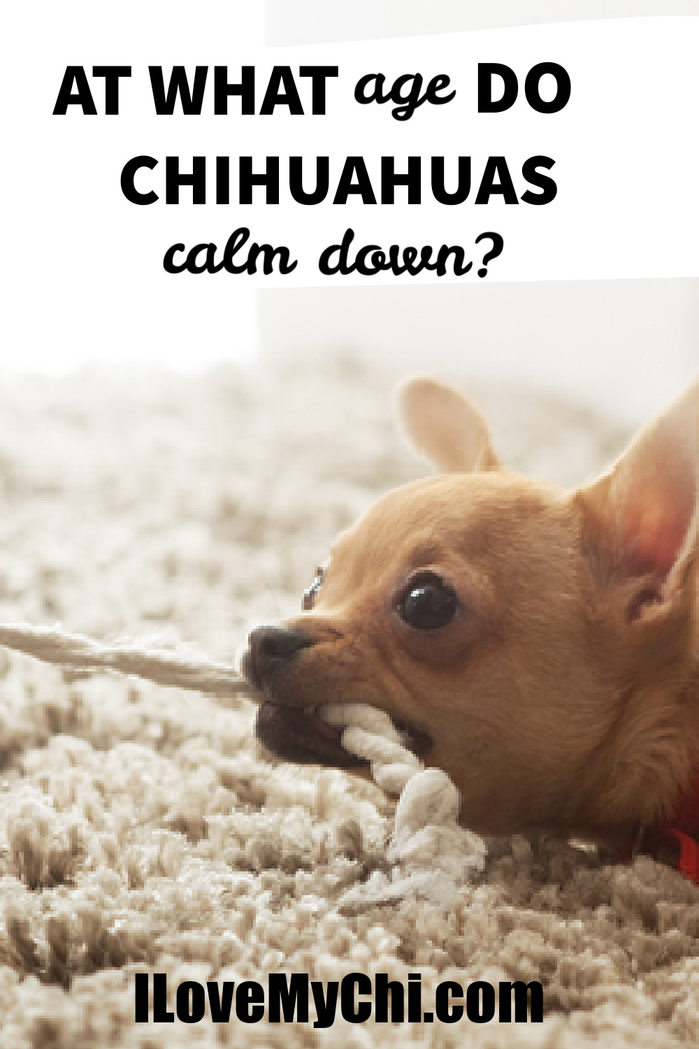 At What Age Do Chihuahuas Calm Down? I Love My Chi