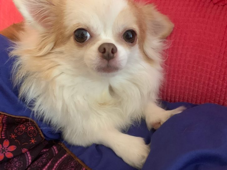 long hair white and orange chihuahua