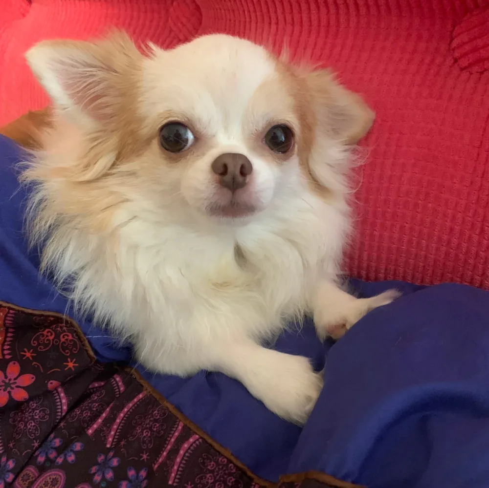 long hair white and orange chihuahua