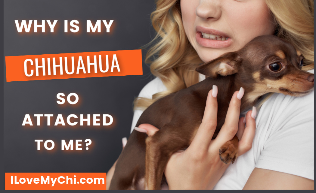Why Is My Chihuahua So Attached To Me? I Love My Chi
