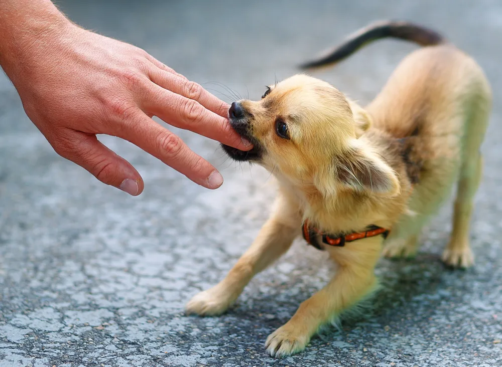 biting chi hand cute butt up playful 1000.jpg