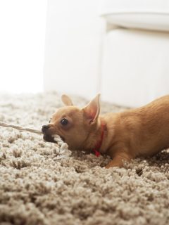 chihuahua playing tug of war with rope