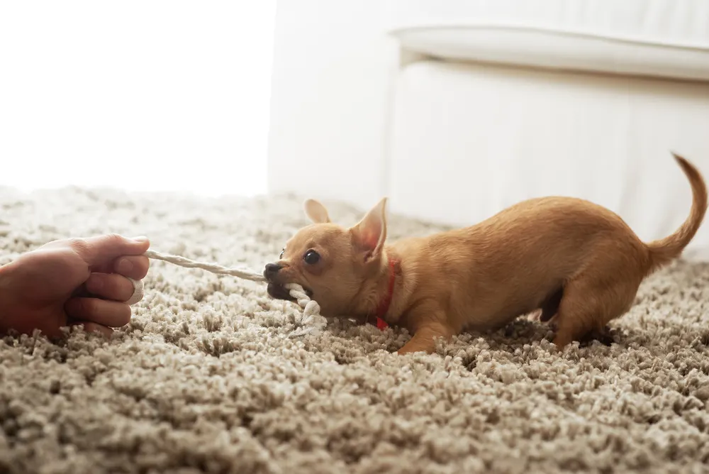 chihuahua playing tug of war with rope