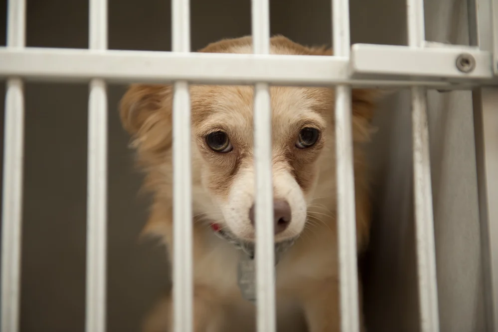 closeup fawn chihuahua in cage