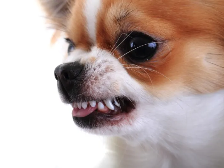 closeup of growling chihuahua face