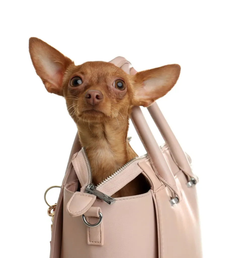 fawn chihuahua in beige purse