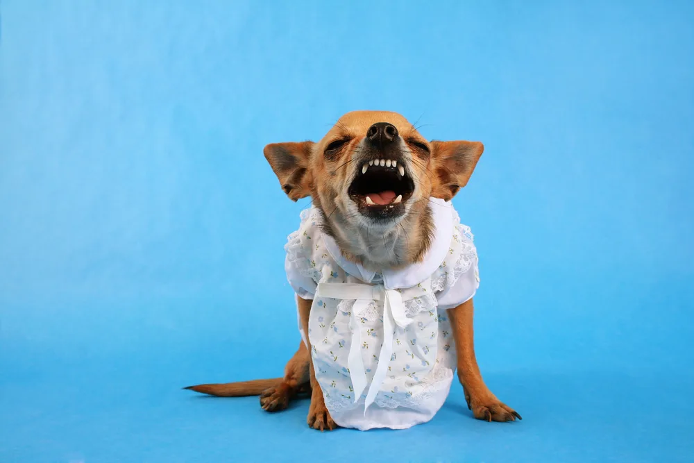 barking chihuahua wearing dress.