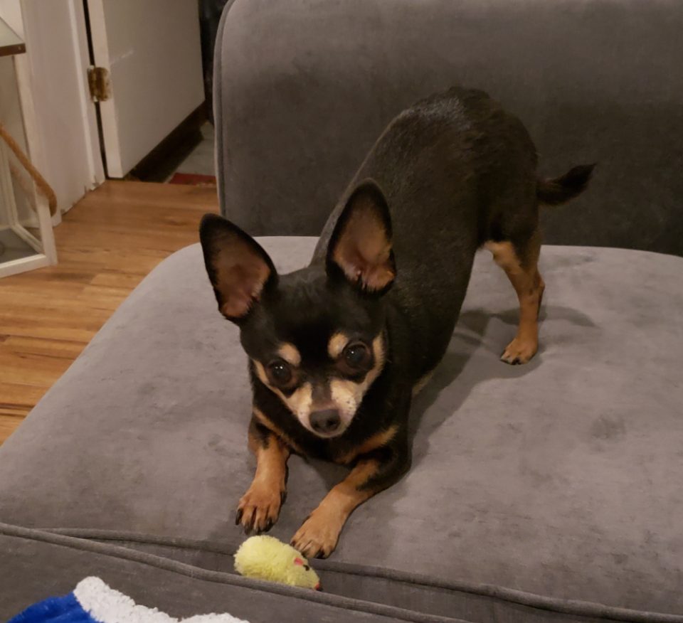 At What Age Do Chihuahuas Calm Down? I Love My Chi