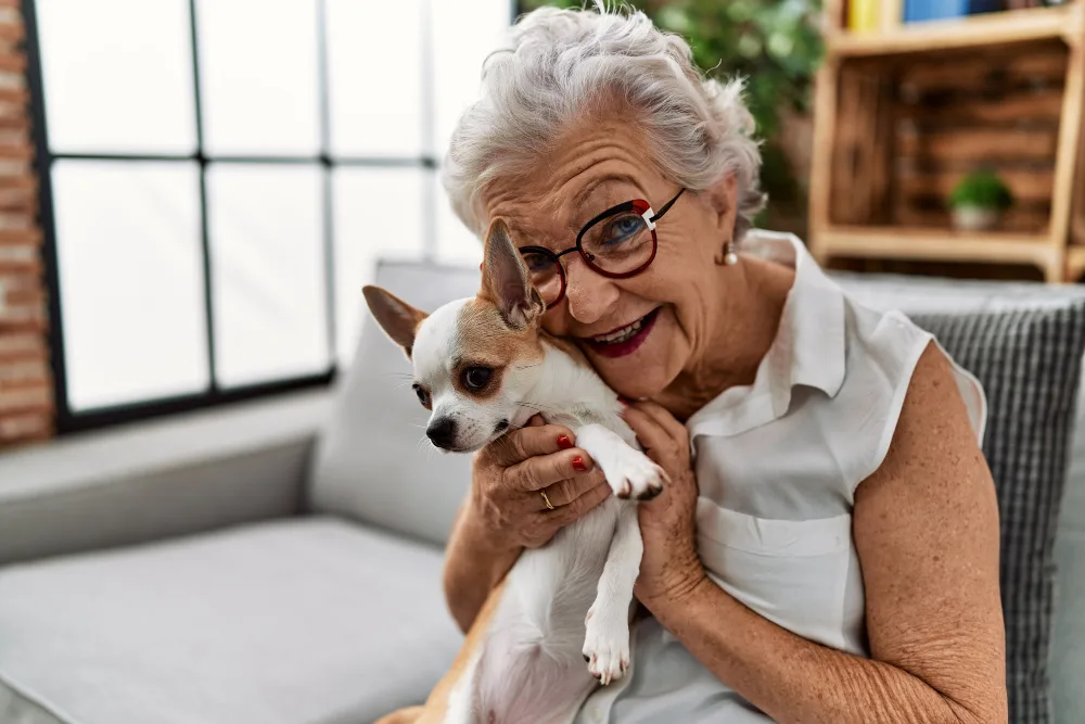 Senior lady sitting on couch holding chihuahua.