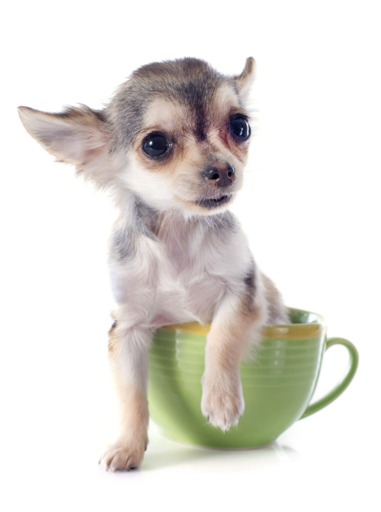 tiny chihuahua in green teacup
