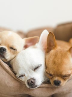 3 sleeping chihuahuas in dog bed