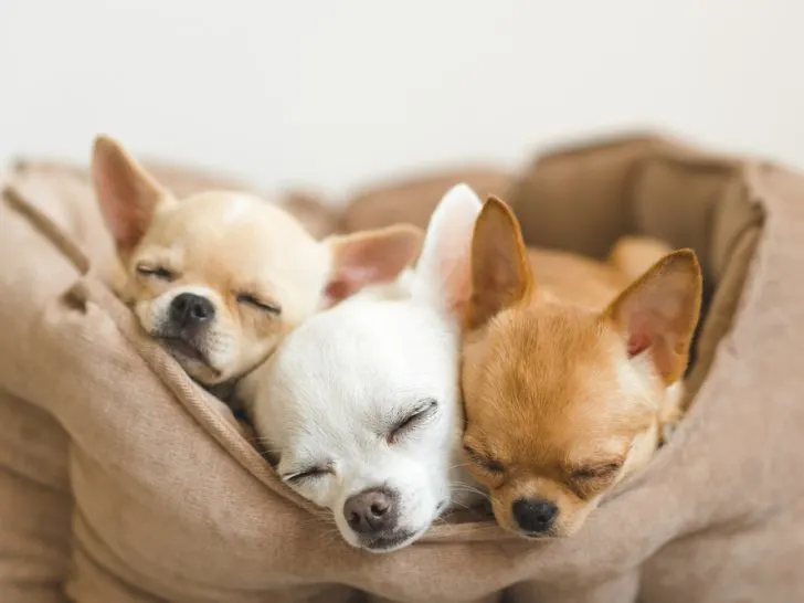 3 sleeping chihuahuas in dog bed