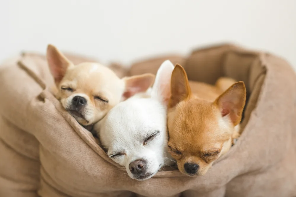 3 sleeping chihuahuas in dog bed