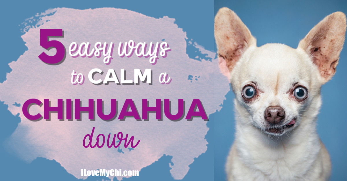 How to calm sales chihuahua down