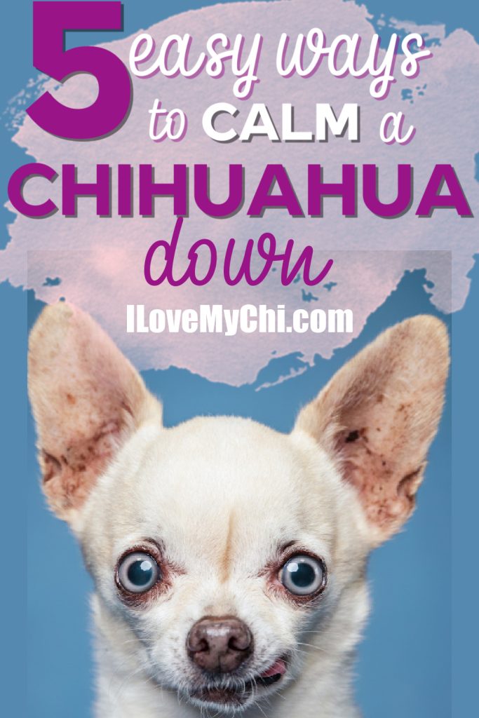 funny looking white chihuahua with blue eyes