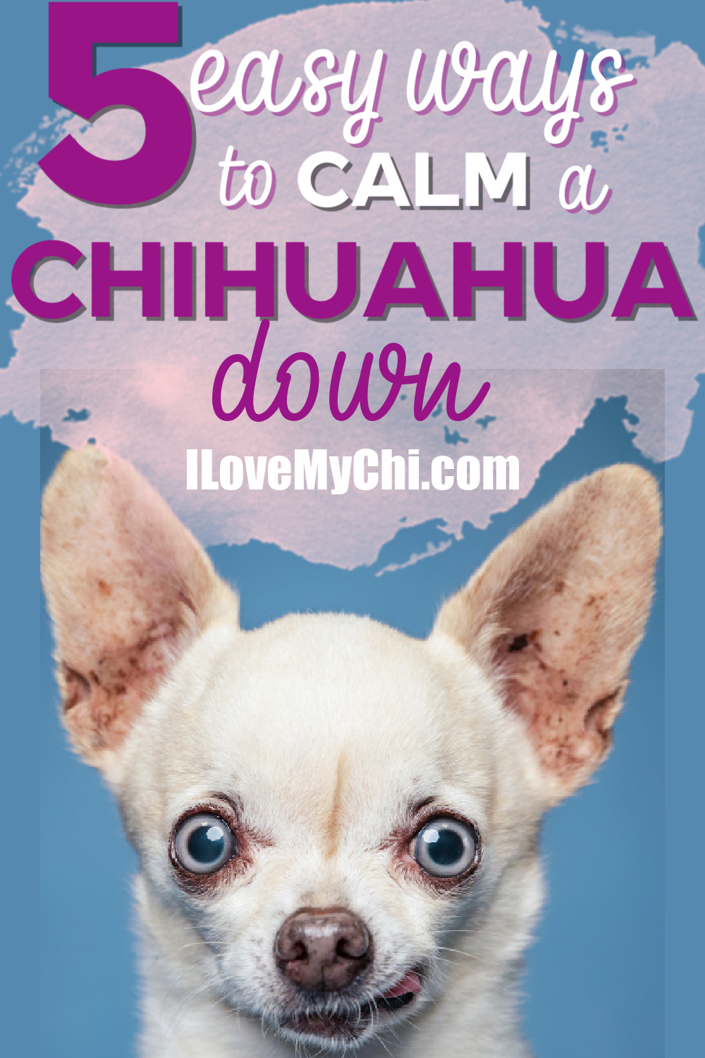 5 Easy Ways To Calm A Chihuahua Down I Love My Chi