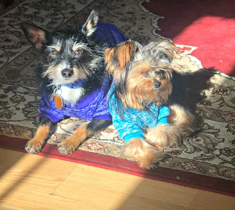 chihuahua-yorkie and yorkie wearing sweaters sitting in sun