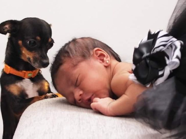 newborn baby sleeping with chihuahua checking it out