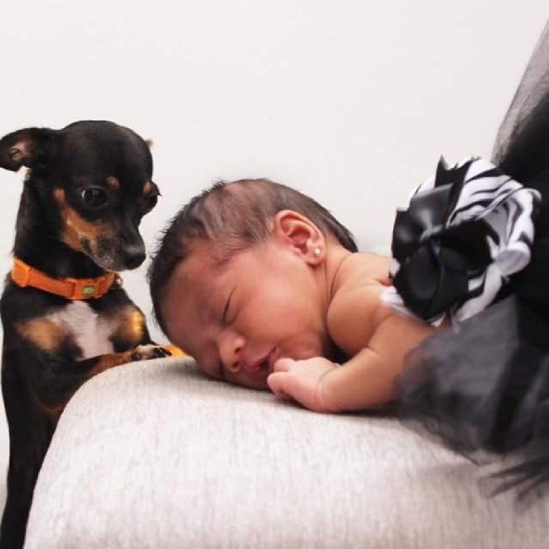 newborn baby sleeping with chihuahua checking it out