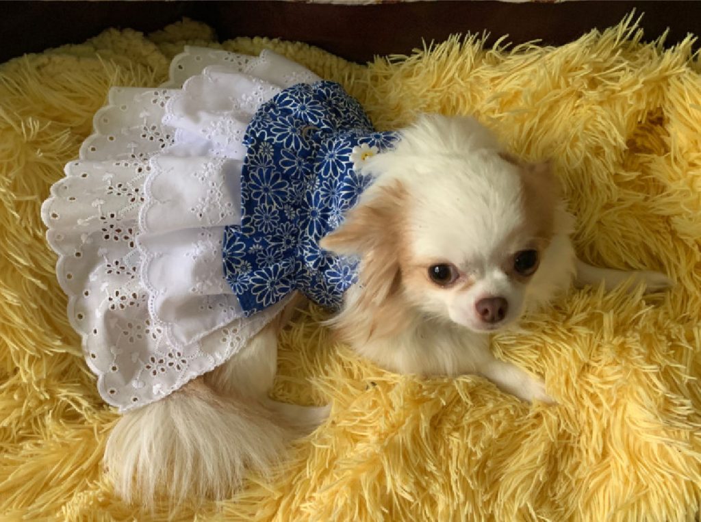 chihuahua in blue dress on yellow rug