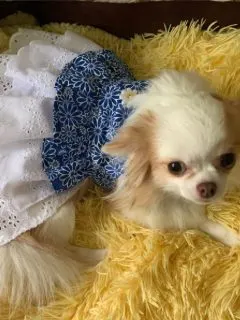 chihuahua in blue dress on yellow rug