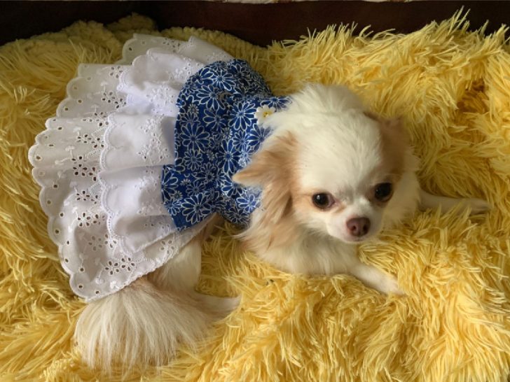 chihuahua in blue dress on yellow rug