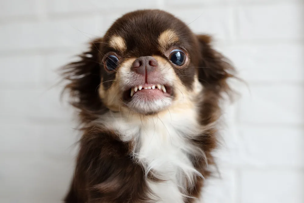 long hair chihuahua baring teeth