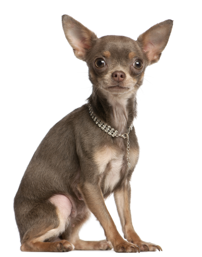 chihuahua wearing diamond collar