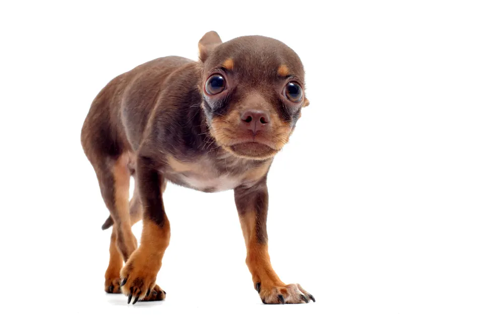 scared chocolate chihuahua