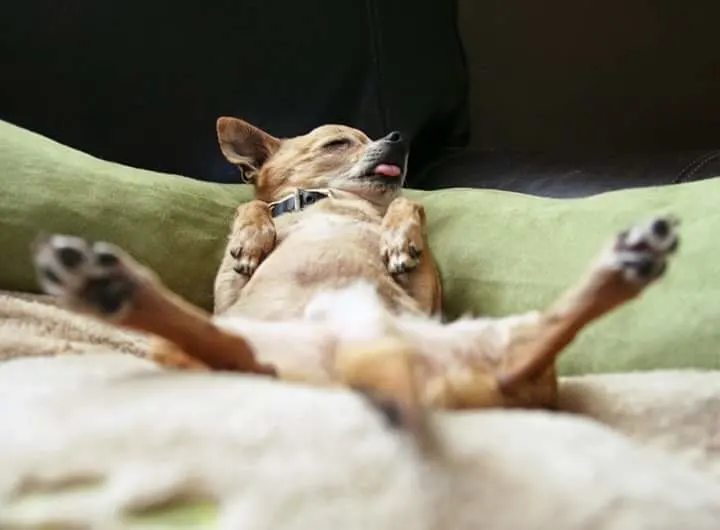 chihuahua sleeping on back with legs spread