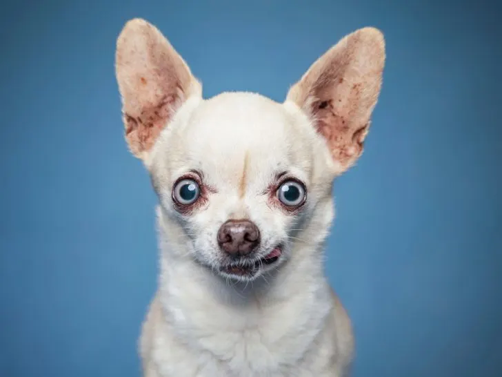 funny looking white chihuahua with blue eyes