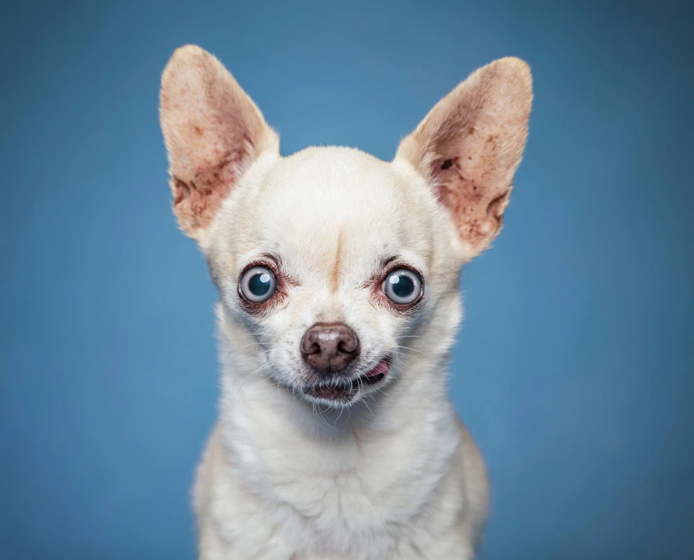 funny looking white chihuahua with blue eyes