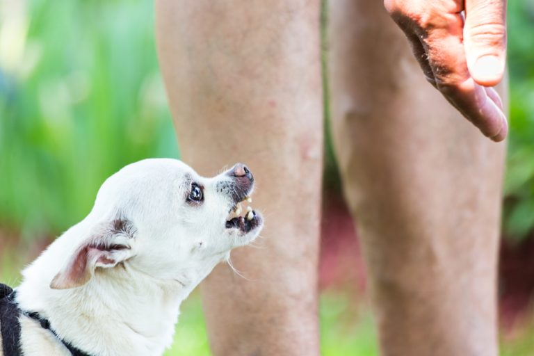 White chihuahua trying to bite hand.
