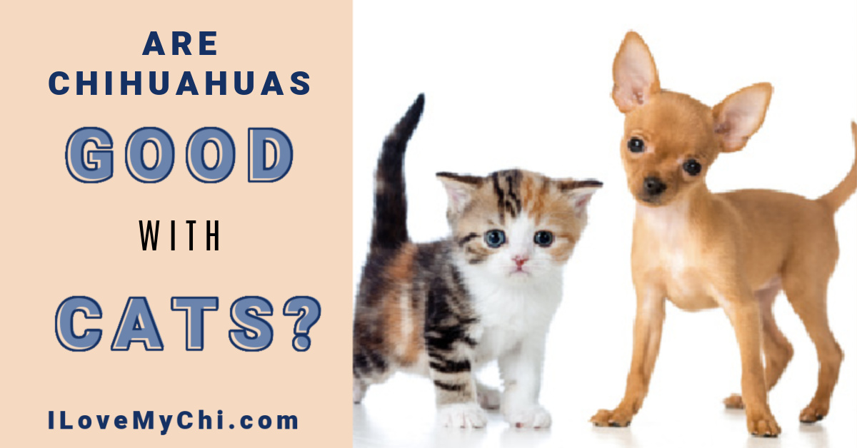 Are Chihuahuas Good With Cats? I Love My Chi