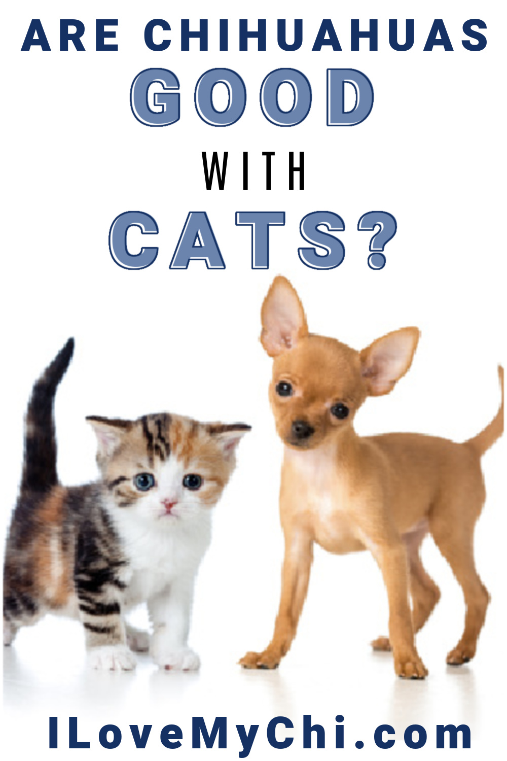 Lesser & Pavey Zittende Walkies Goud Wit Chihuahua, Goud/Wit