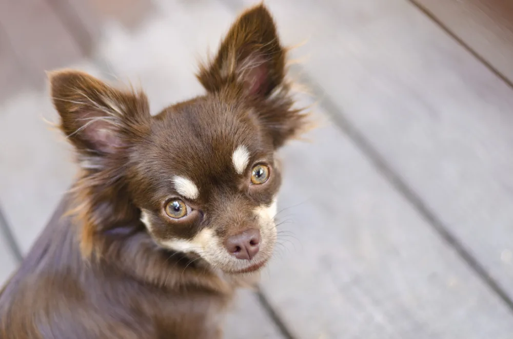 long hair chihuahua staring up over shoulder