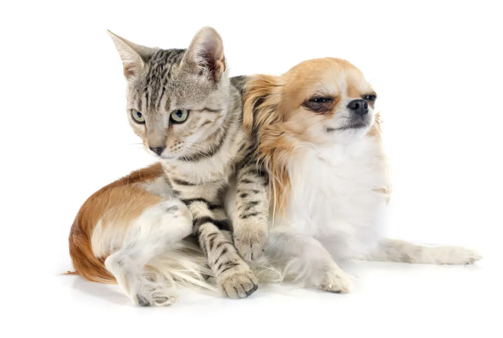 cat and chihuahua  