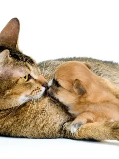 cat hugging chihuahua puppy