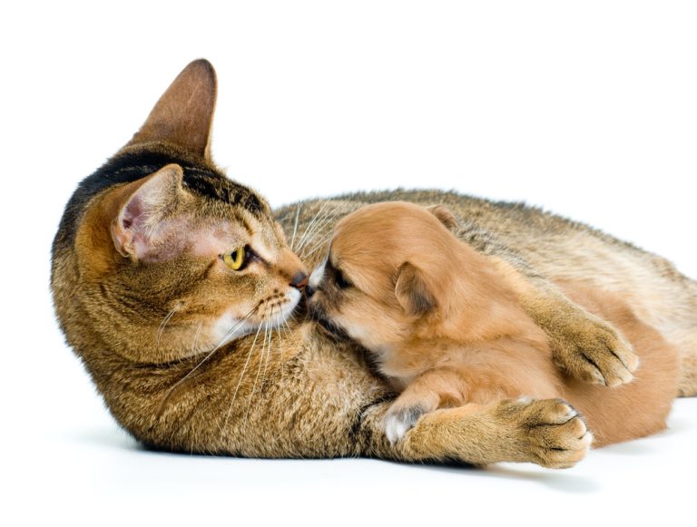 cat hugging chihuahua puppy