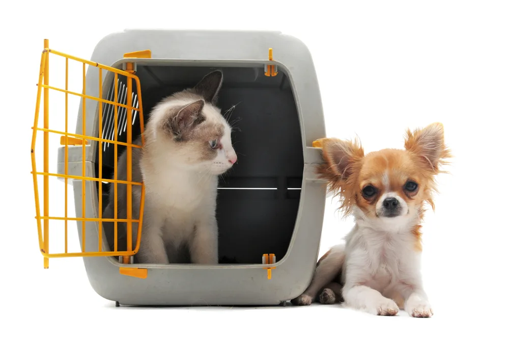 kitten in carrier with chihuahua puppy beside it