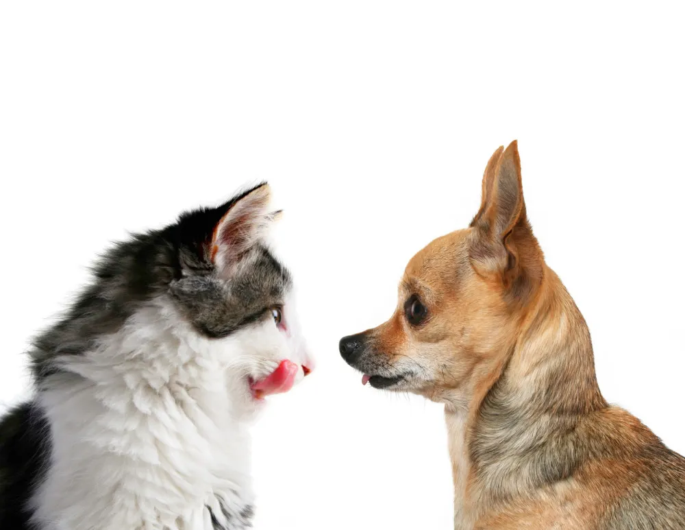 chihuahua and cat looking at each other