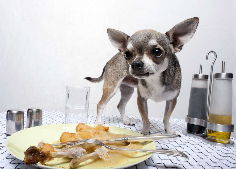 chihuahua standing by food on plate on table